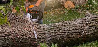 How Our Tree Care Process Works  in  Williamstown, PA